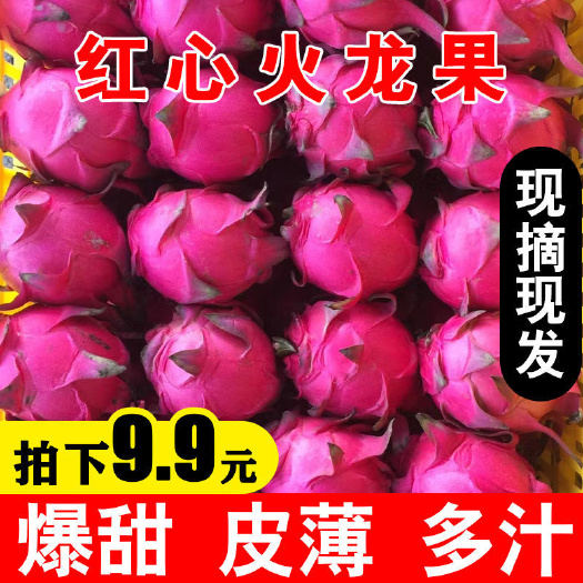 南宁金都一号火龙果  【现摘现发】广西金都一号红心火龙果5斤
