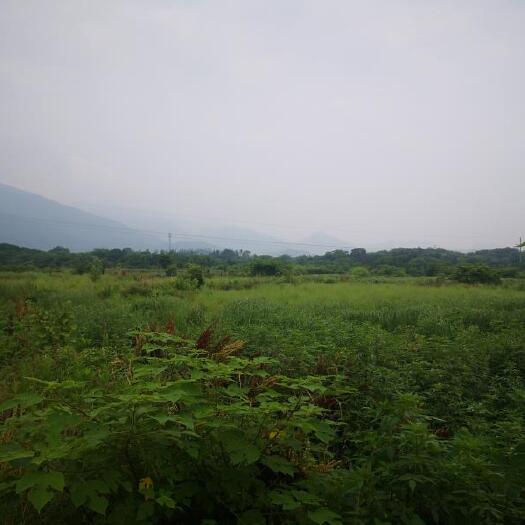 庐山市水浇地  水稻田轮作油菜蔬菜水果等等