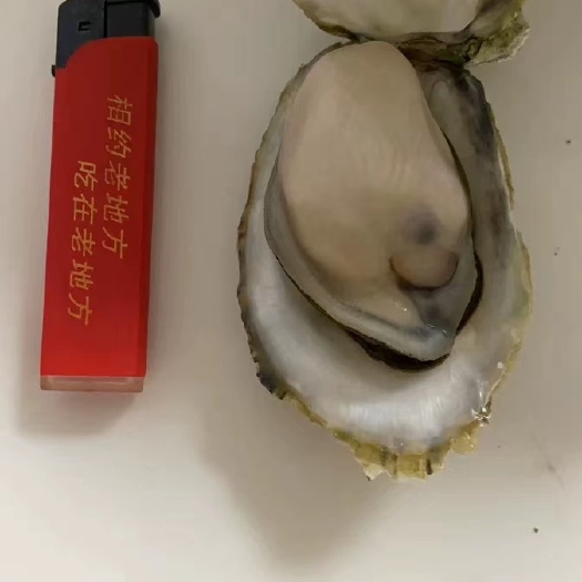 成都湛江市牡蛎  鲜生蚝