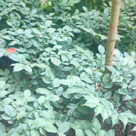 纳雍县花魔芋  贵州高山魔芋