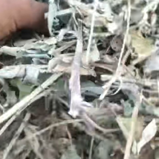 淅川县 花生秧干草青绿一级