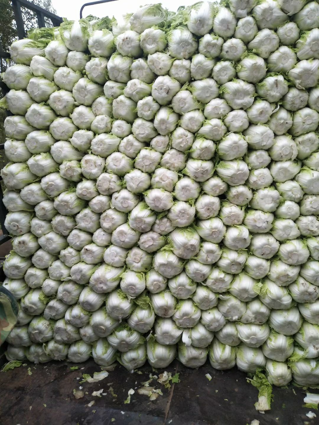  东北大白菜4-6斤