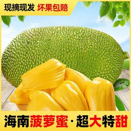 海口海南新鲜菠萝蜜黄肉15-35斤干包菠萝蜜大量批发