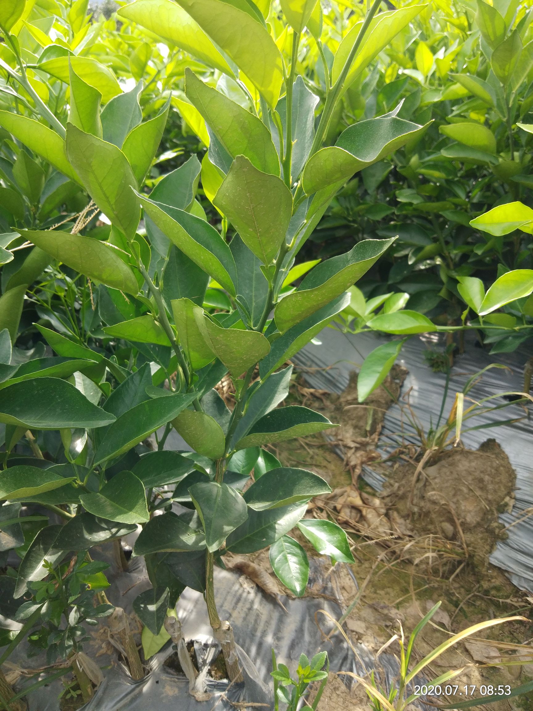 橙树苗  夏橙，易挂果，产量高，易管理