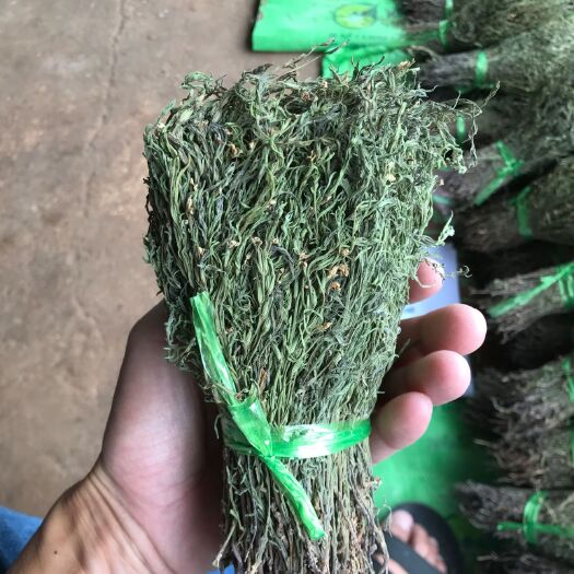 玉林青绿独脚金 疳积草
别称
独脚金+v:  KXCC8899