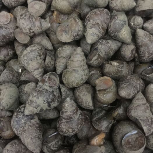 薄壳养殖螺蛳石螺通货新鲜成活率高
