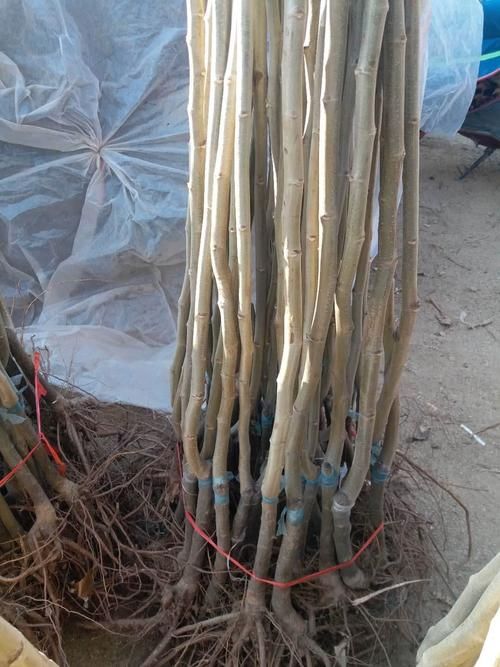 农大1号板栗苗  板栗苗八月红 大红袍 农大1号各种规格板栗