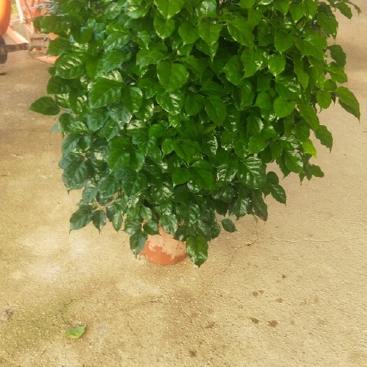 佛山幸福树盆栽 