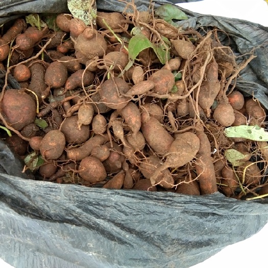 内江地胆草  地苦胆.金果榄.金线吊葫芦