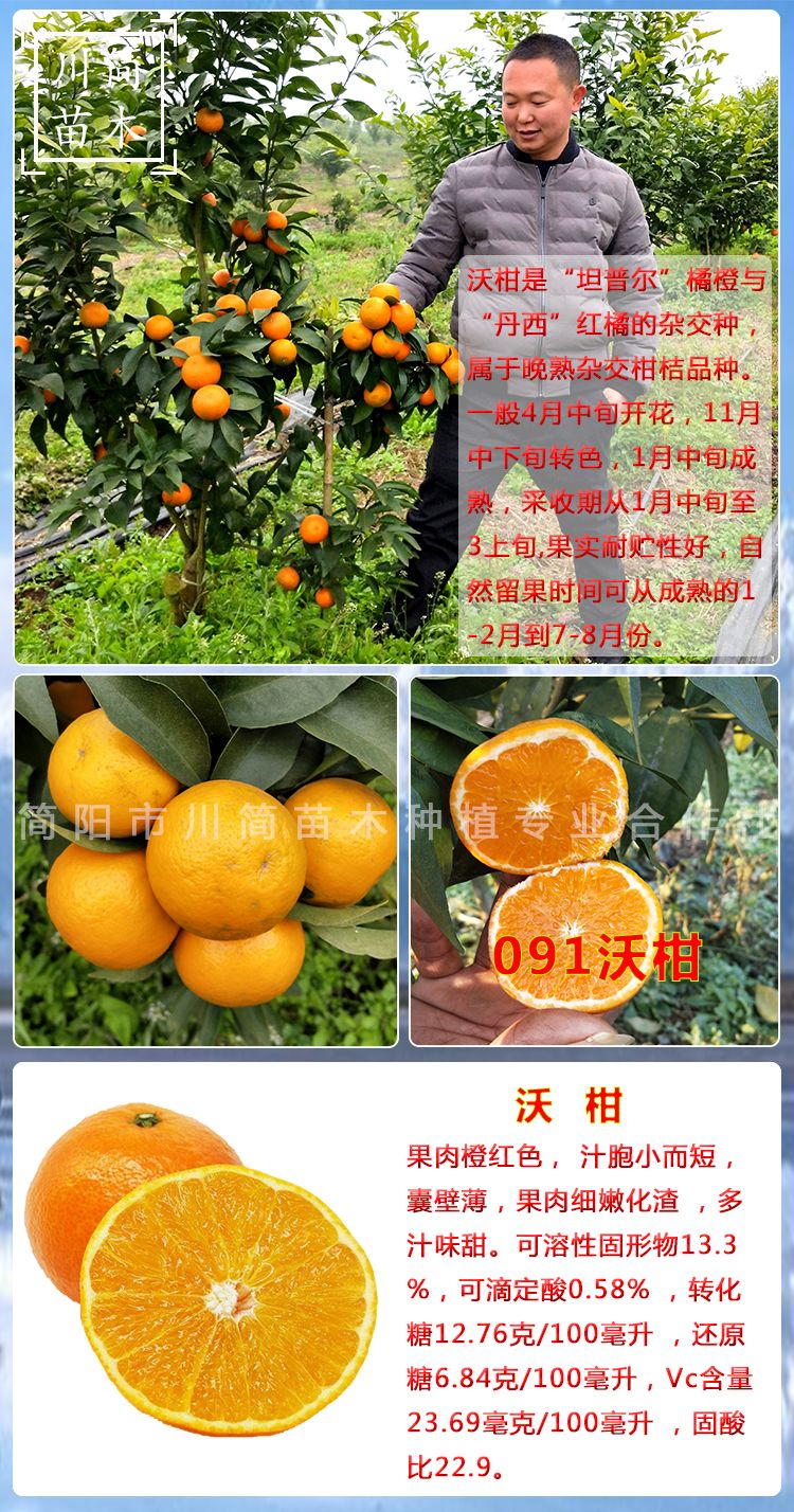 优质沃柑苗 基地直销  检疫证件齐全 合同品种保证
