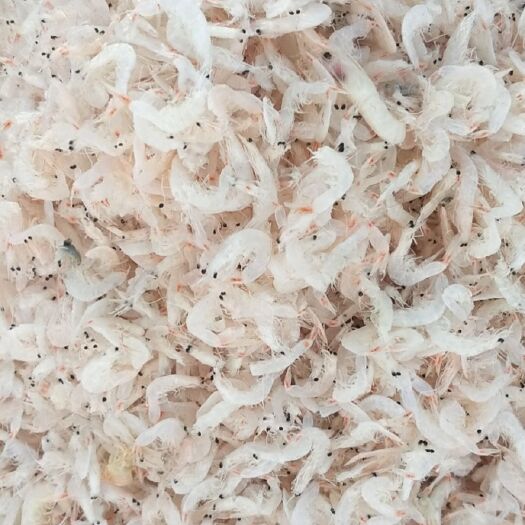 滨州 虾皮