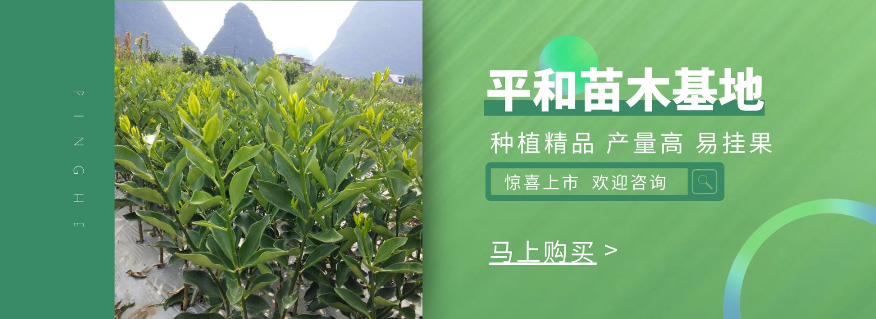 橙树苗  夏橙，易挂果，产量高，易管理