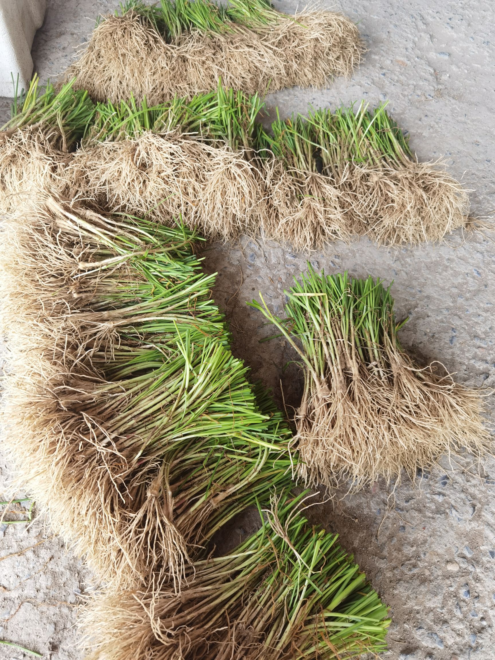 包运费！新韭菜根  现挖现发独根红韭菜苗阳台香韭四季盆栽