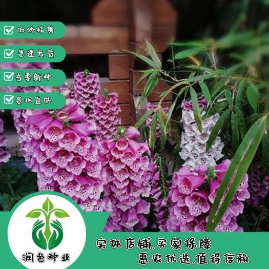 武汉毛地黄种子 多年生 耐寒耐旱花卉种子四季易种阳台盆栽植物花种