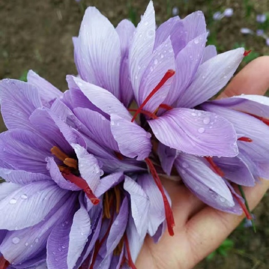 亳州 国产藏红花花丝。