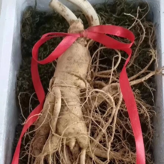 长白山人参  一棵四两重的鲜参