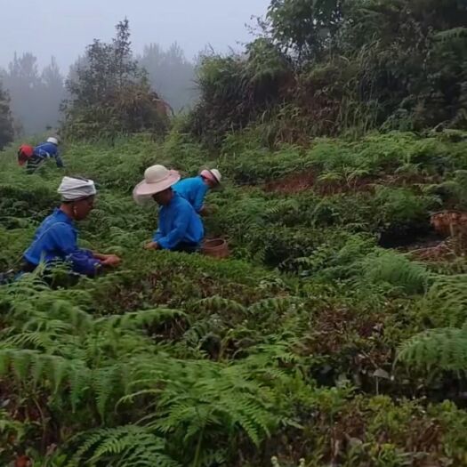  批发贵州高原单牙毛尖绿茶