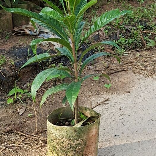 灵山县蛋黄果苗 树蛋果苗  鸡蛋果苗