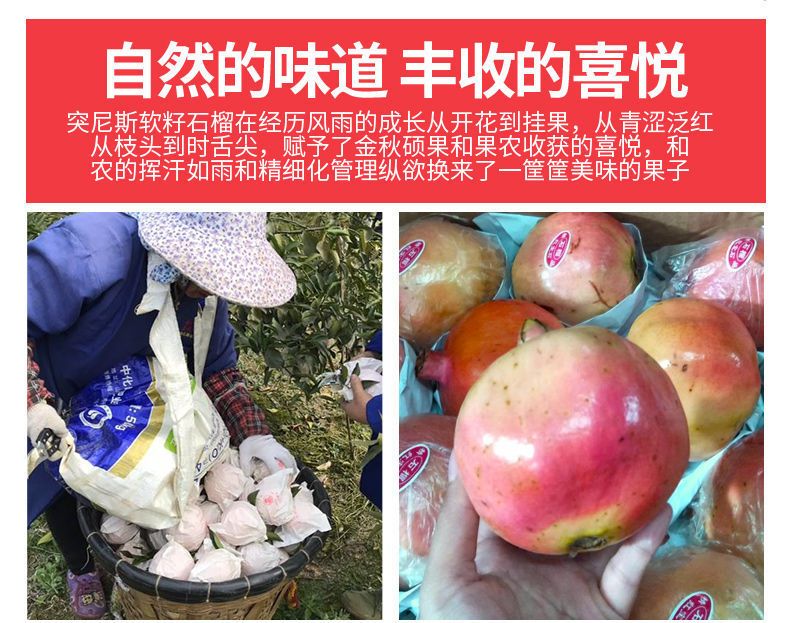 四川突尼斯软籽石榴不吐籽特大甜石榴当季新鲜水果中秋送礼包邮