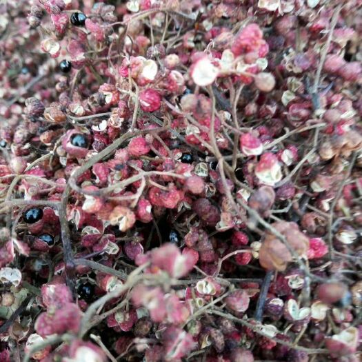 蒙阴县麻椒 蒙阴花椒