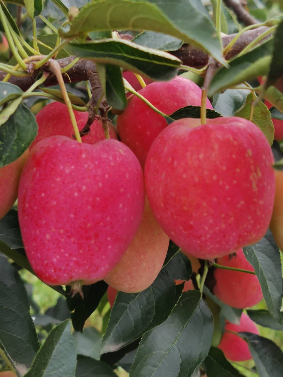 鸡心果苹果 东北鸡心果大量上市,个头均匀,颜色到位,口感香甜