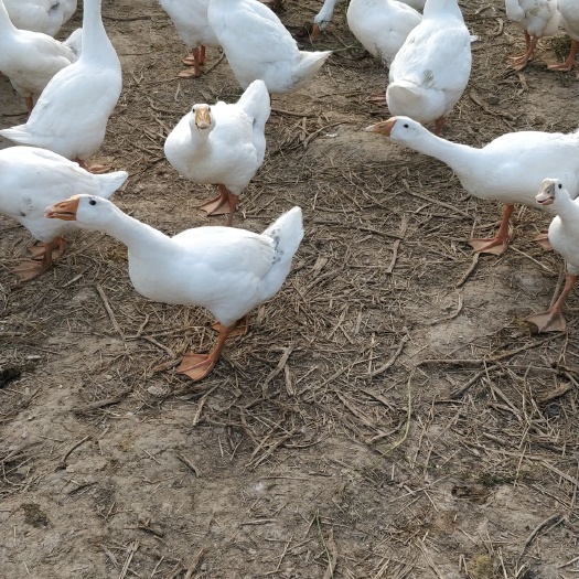 汶上县肉鹅 6-8斤 统货 全散养 
