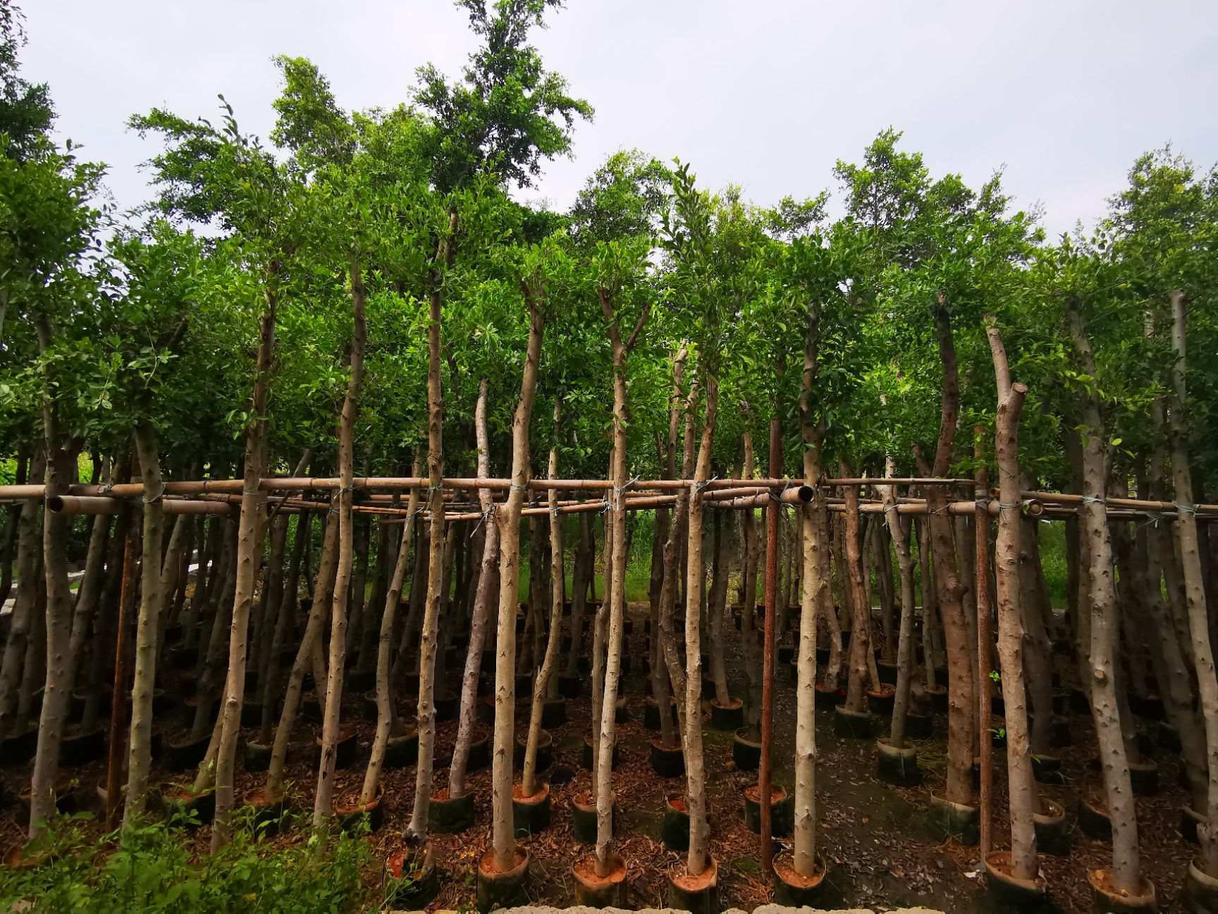 小叶榕行道树占地苗，高成活率，易养护，漳州农户基地联营产销