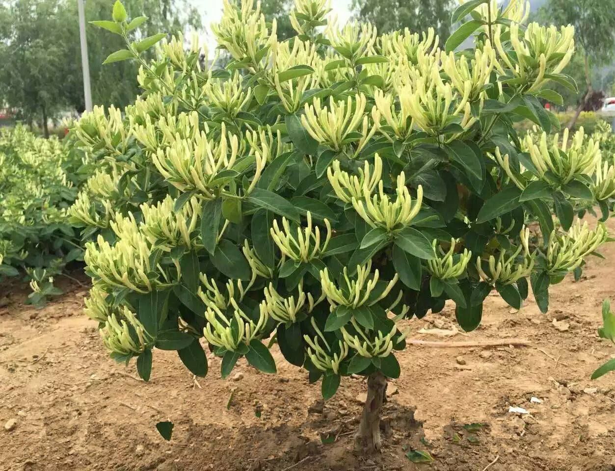 北花一号金银花苗  四级金银花北花一号懒汉金银花
