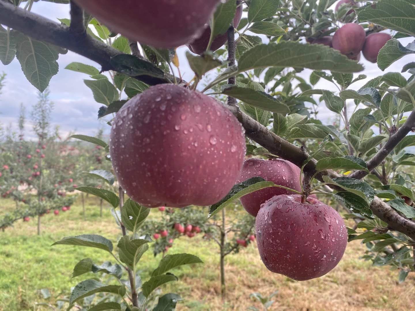 红元帅苹果 来自1900米海拔的苹果，糖分高，水分多。
