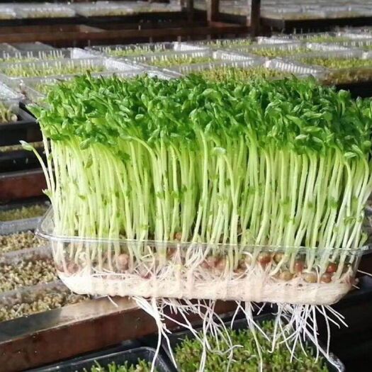 苏州专注种植、销售活体豌豆苗、菌菇。下锅前一秒我们还在生长
