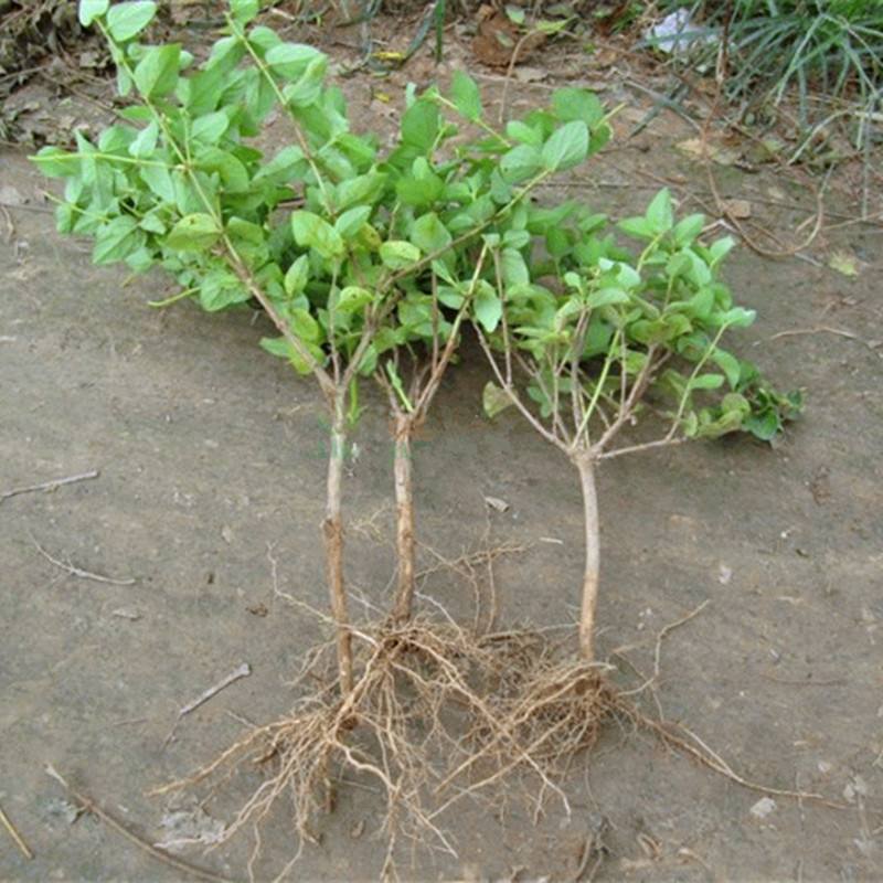 北花一号金银花苗  四级金银花北花一号懒汉金银花