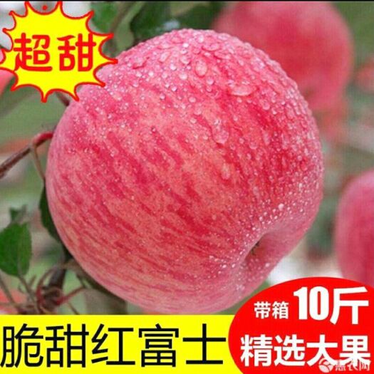 高密市 精选特级红富士苹果个大味甜