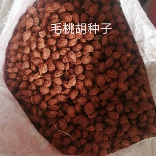 辛集市桃树种子  优质新毛桃胡种子（土桃胡），每斤220个左右，籽
