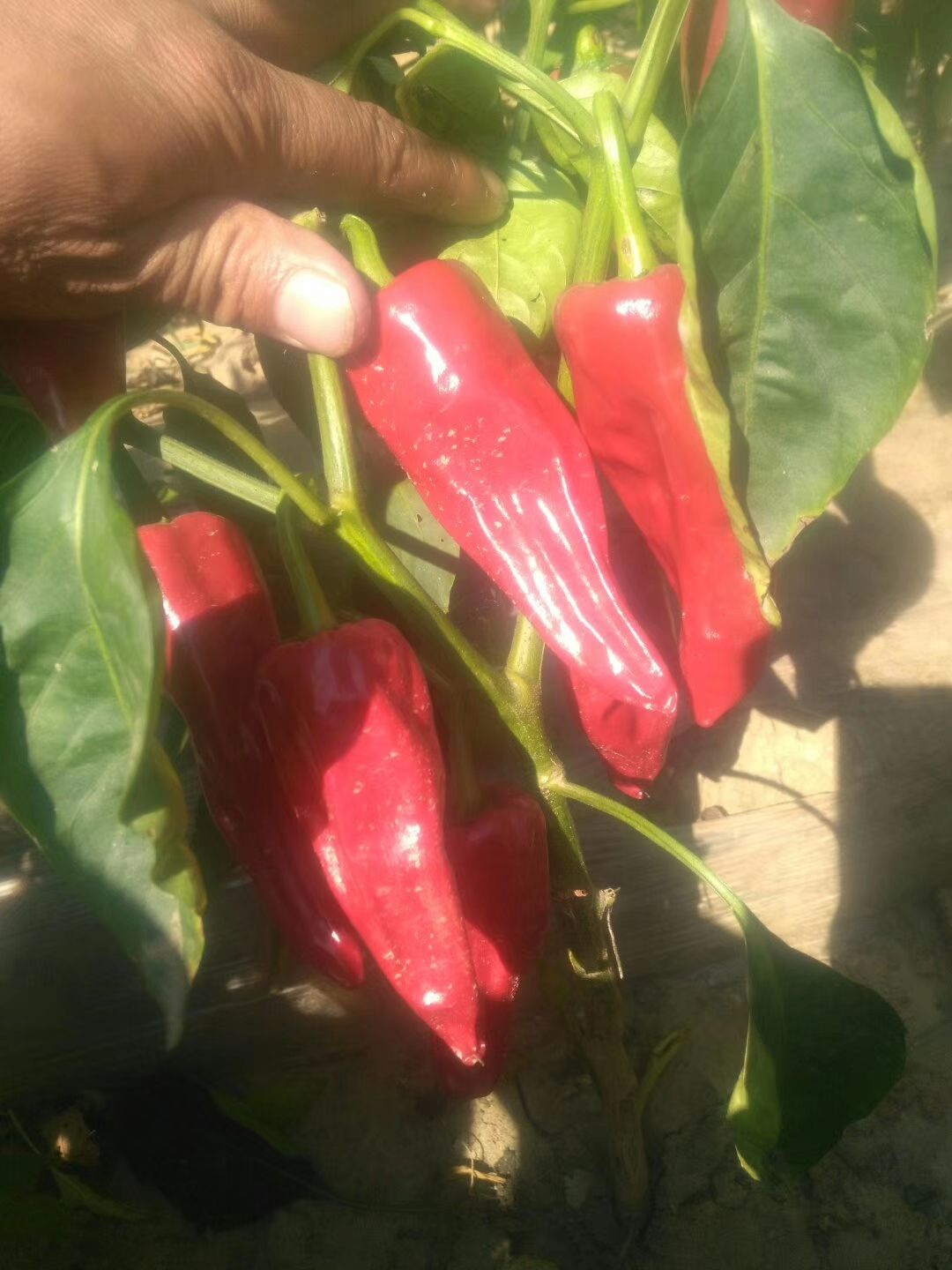 北京红辣椒 北京红