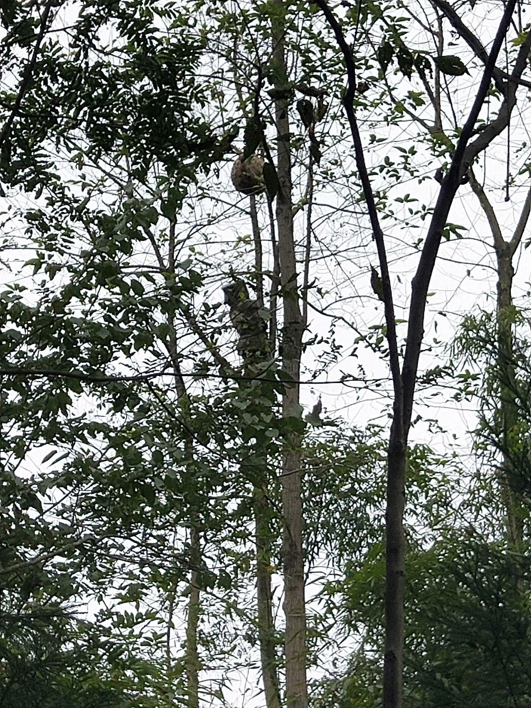 带巢发货30斤65一斤20斤75一斤10斤85一斤