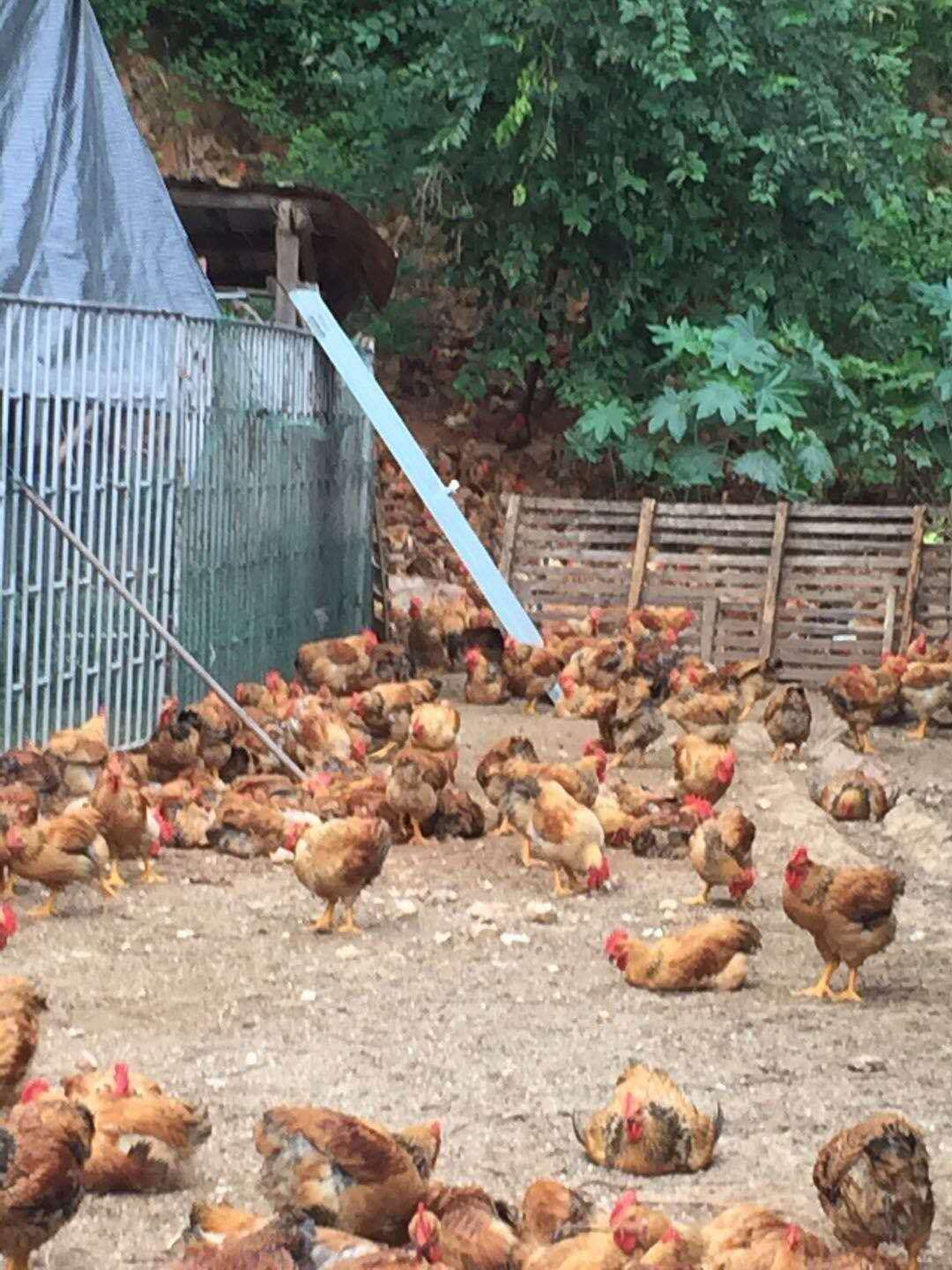 K9鸡苗  麻黄鸡苗 新广K901 灰色麻黄 胡树强麻黄鸡苗