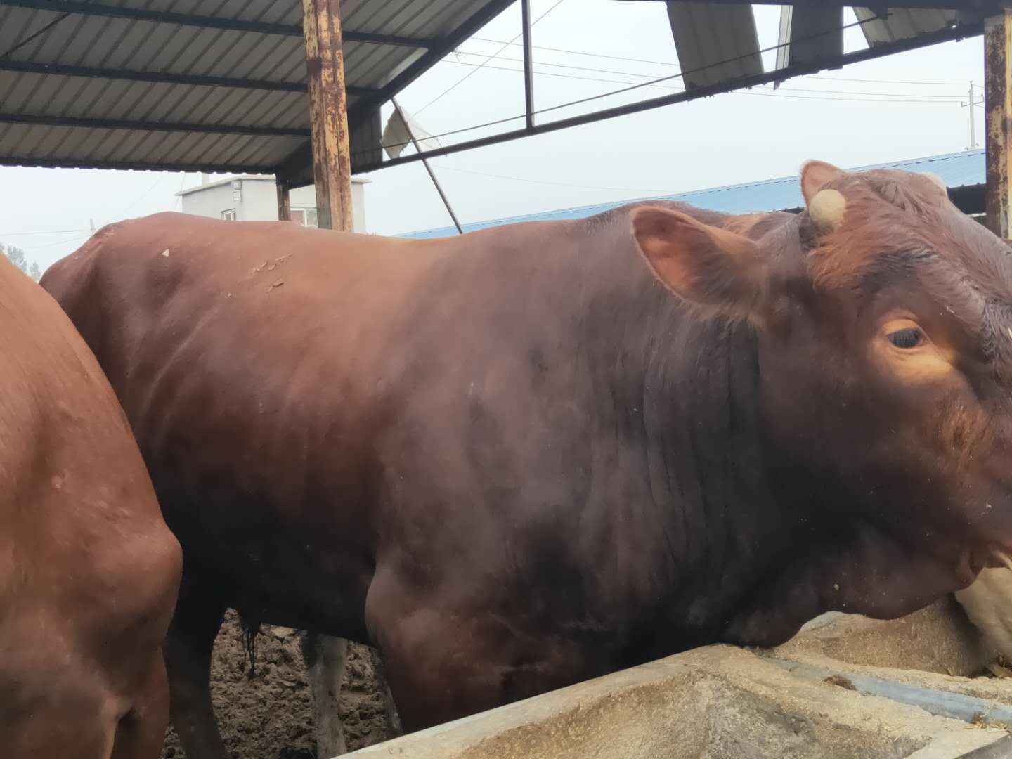 牛西门塔尔肉牛犊利木赞肉牛犊出售，质量好价格低免费送货上门