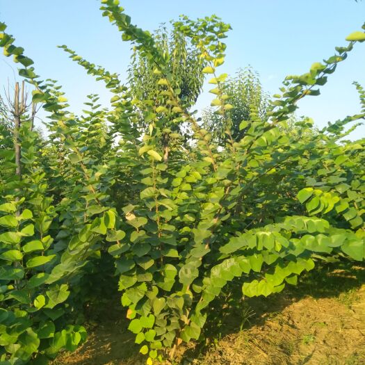 鄢陵县丛生紫荆