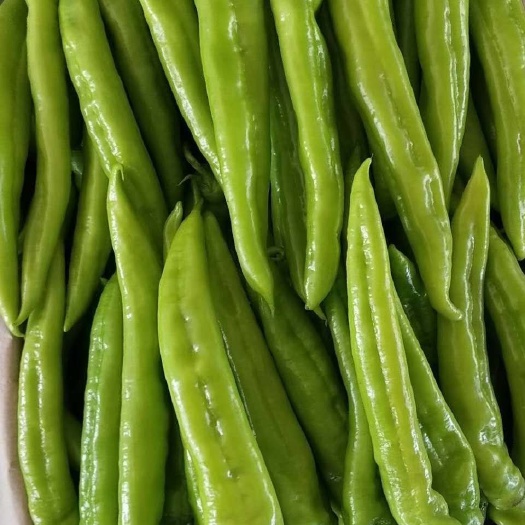 寿光市寿光尖椒 辣椒   产地实力代收 供应超市 档口 电商 食堂