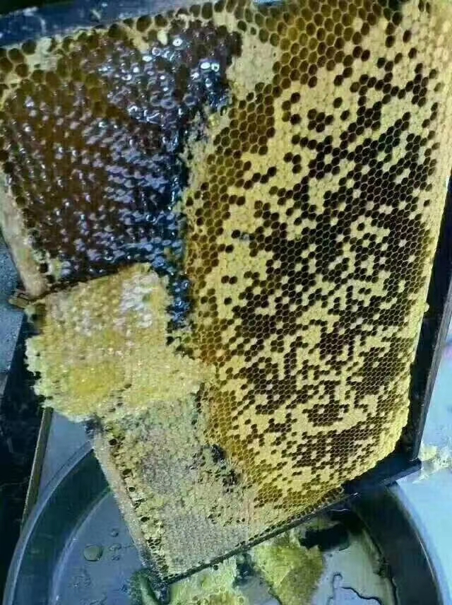  鸭脚木冬蜜，百花蜜