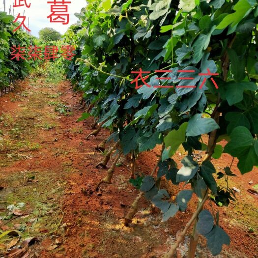 桂林野生葛根  代办桂林 葛根 鲜货   无渣粉葛普通葛根