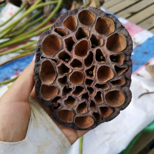 洱源县 莲蓬野生湿地公园栽种，无化肥农药，量大从优