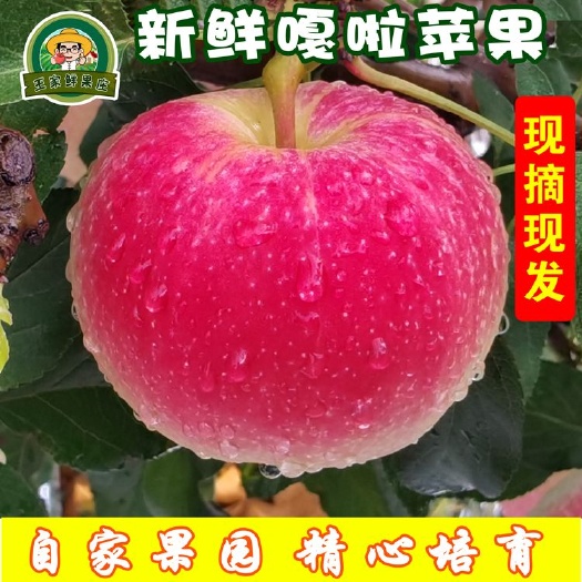 瓦房店市大连优质新鲜脆甜嘎啦苹果水果平果整箱批发一件代发上市代收