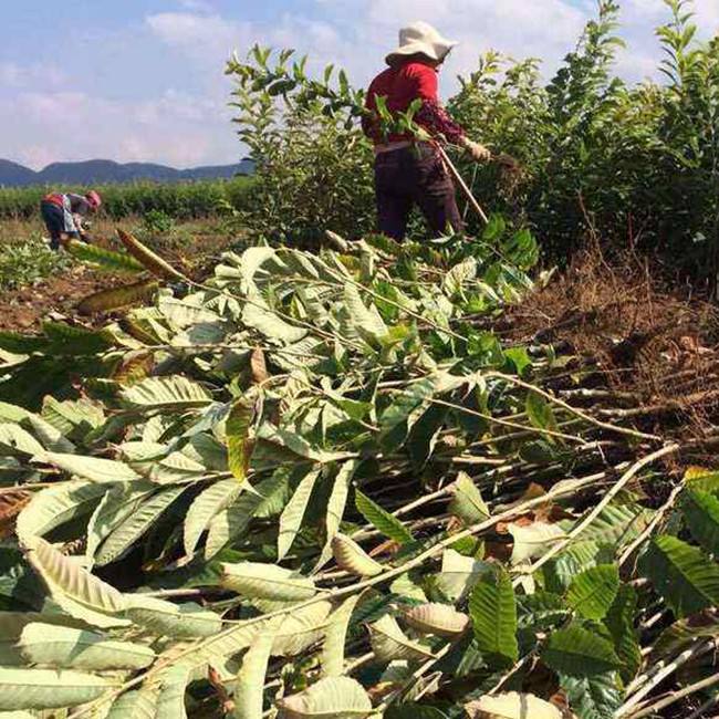 农大1号板栗苗  板栗苗八月红 大红袍 农大1号各种规格板栗