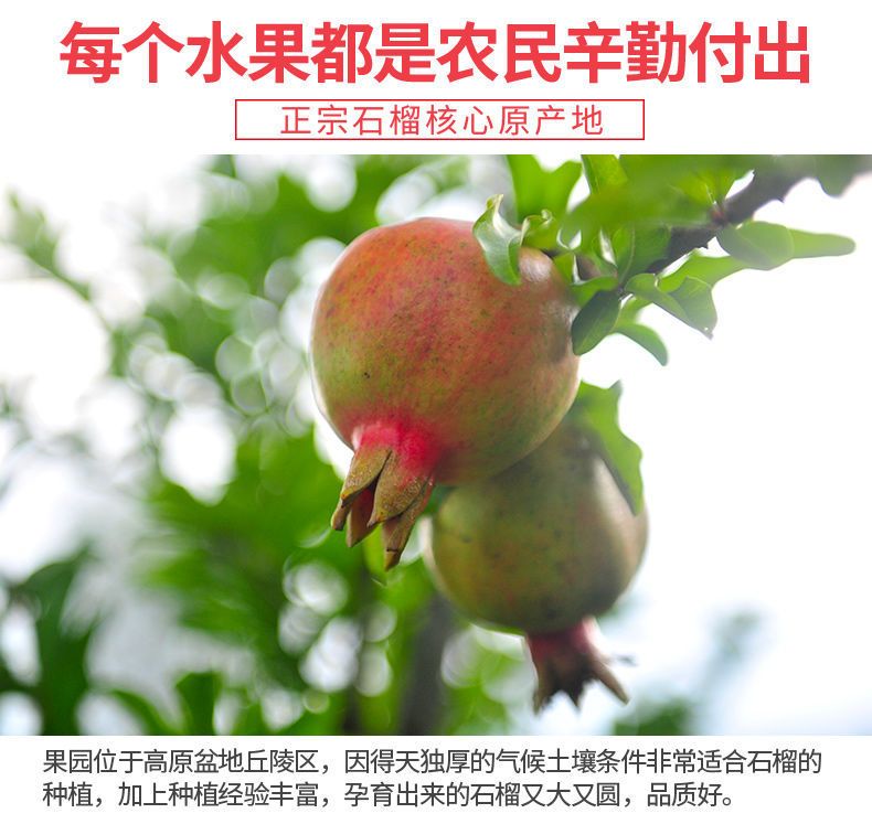 四川突尼斯软籽石榴不吐籽特大甜石榴当季新鲜水果中秋送礼包邮