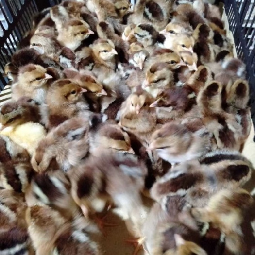 广州K9鸡苗  麻黄鸡苗 新广K901 灰色麻黄 胡树强麻黄鸡苗
