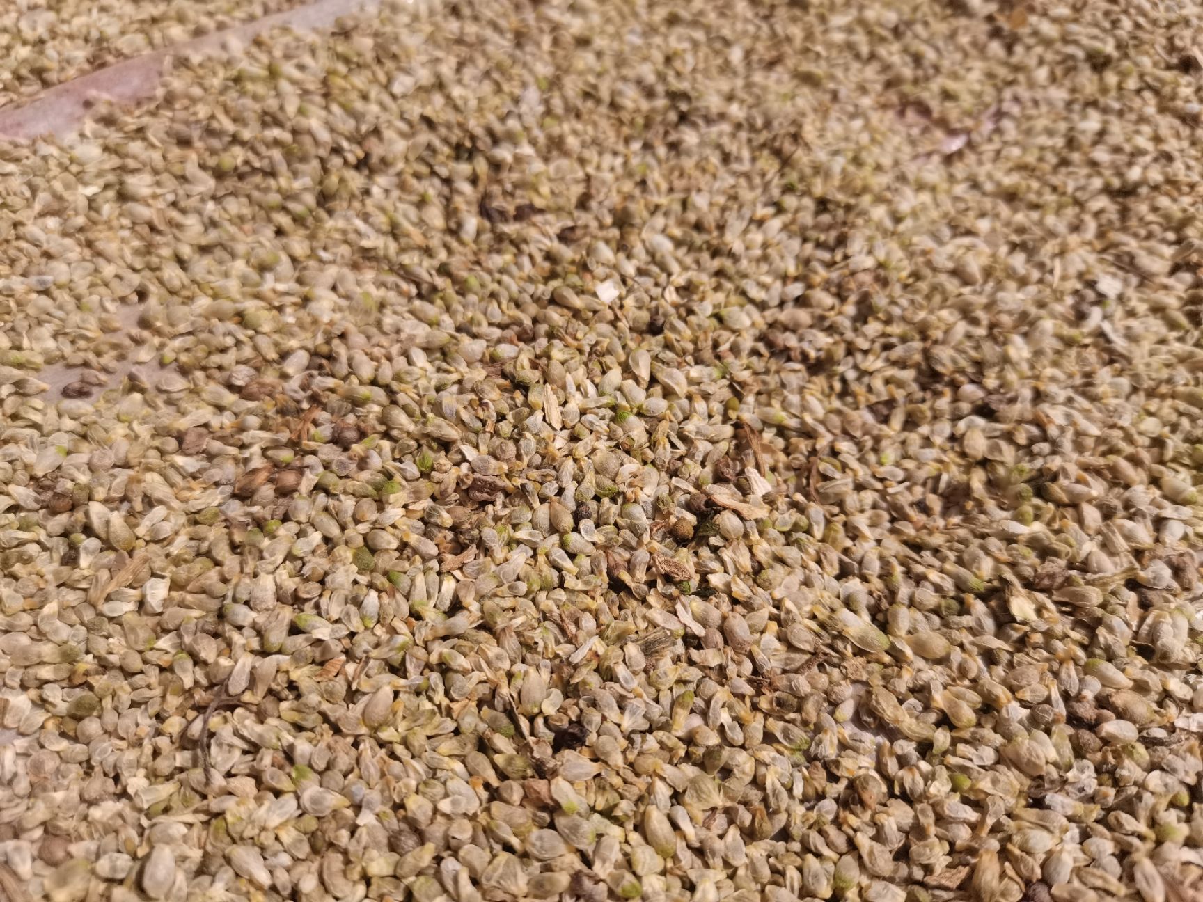 天南星种子  天南星种籽，量大从优