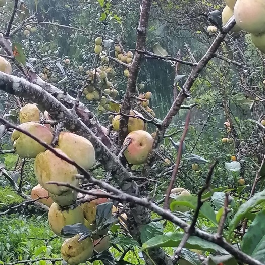 腾冲市酸木瓜