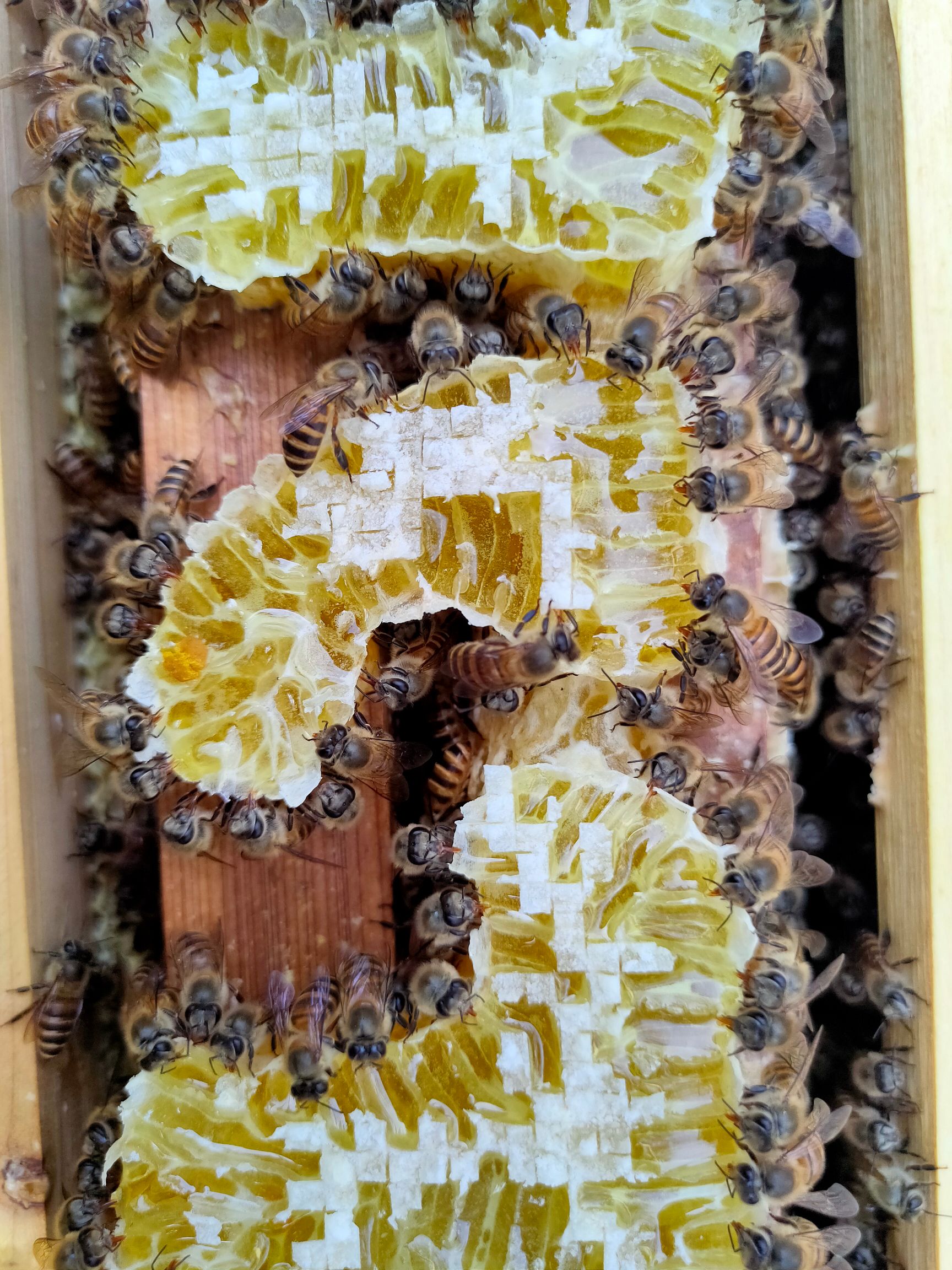 土蜂蜜  五倍子蜂蜜