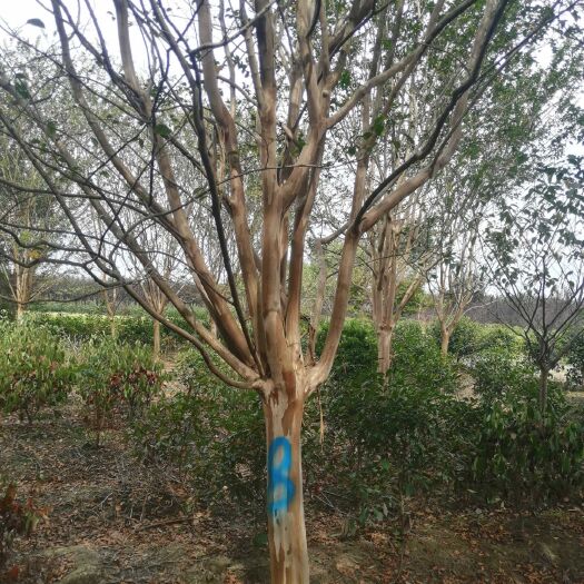 长兴县紫薇树 地径15－18公分精品老紫薇有货，